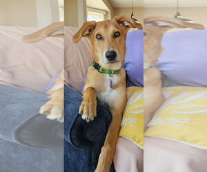 Mutt Dogs for adoption in Cary, NC, USA