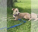 Small #5 Labrador Retriever Mix