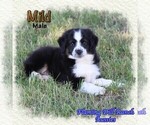 Small #3 Miniature Australian Shepherd