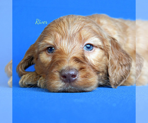 Goldendoodle (Miniature) Puppy for sale in NEW PARIS, IN, USA