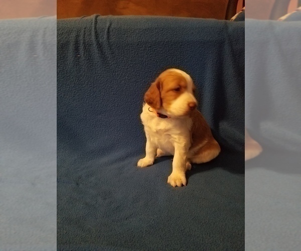 Medium Photo #1 Brittany Puppy For Sale in TONOPAH, NV, USA