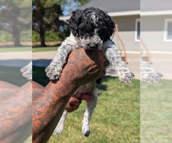 Medium Photo #6 Bernedoodle-Cavapoo (Miniature) Mix Puppy For Sale in SACRAMENTO, CA, USA