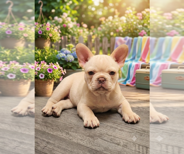 Medium Photo #3 French Bulldog Puppy For Sale in GREENWICH, OH, USA