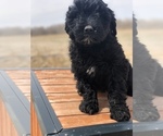 Small Photo #6 Portuguese Water Dog Puppy For Sale in STERLING, CO, USA