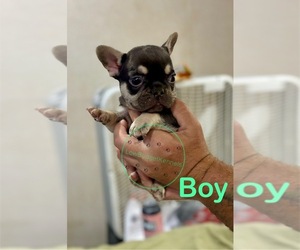 French Bulldog Puppy for sale in PRINCETON, NC, USA
