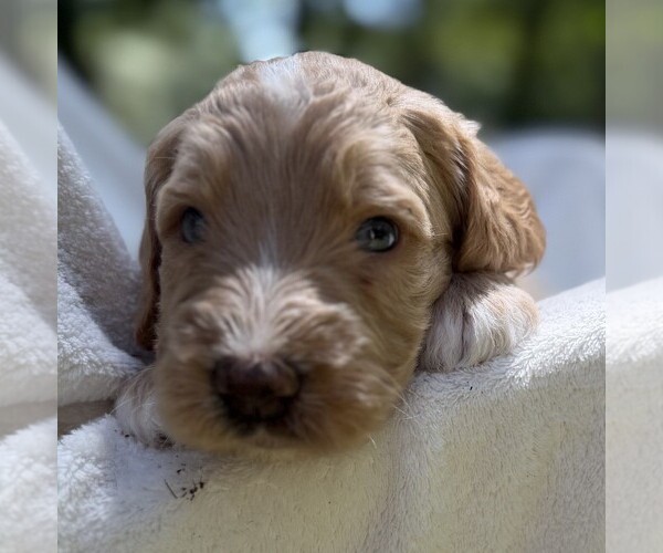 Medium Photo #87 Goldendoodle Puppy For Sale in PIERSON, FL, USA