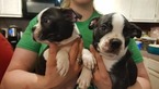 Small Photo #15 Boston Terrier Puppy For Sale in BRKN ARW, OK, USA