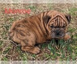 Small Photo #5 Bulldog Puppy For Sale in GREEN FOREST, AR, USA