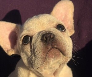 Faux Frenchbo Bulldog-French Bulldog Mix Puppy for sale in MOUNDRIDGE, KS, USA
