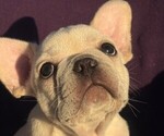 Image preview for Ad Listing. Nickname: Buddy