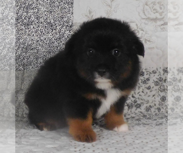 Medium Photo #8 Miniature Australian Shepherd Puppy For Sale in HARRISON, OH, USA
