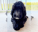 Puppy Puppy 4 Wonton Bernedoodle