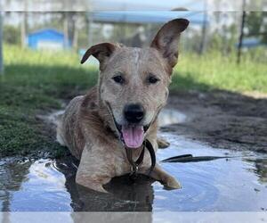 Mutt Dogs for adoption in Tavares, FL, USA