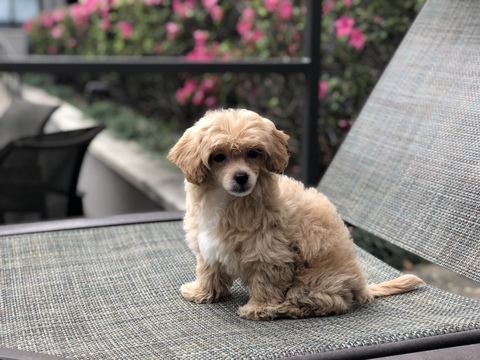 Medium Photo #2 Havanese-Poodle (Toy) Mix Puppy For Sale in HOUSTON, TX, USA