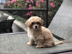 Small Photo #2 Havanese-Poodle (Toy) Mix Puppy For Sale in HOUSTON, TX, USA