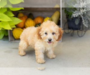 Medium Poodle (Miniature)