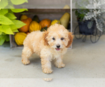 Puppy Taby Poodle (Miniature)
