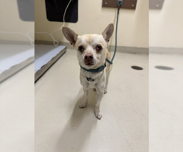 Medium Photo #1 Chihuahua Puppy For Sale in Fremont, CA, USA