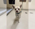 BENNY - Male Chihuahua Dog for Adoption - Small photo