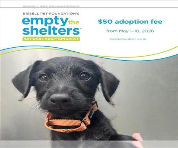 Medium Photo #1 Doberman Pinscher-Miniature Schnauzer Mix Puppy For Sale in Santa Cruz, CA, USA