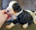 Small #7 Miniature Bernedoodle