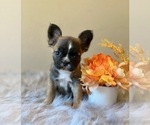 Puppy Sable Fluffy French Bulldog