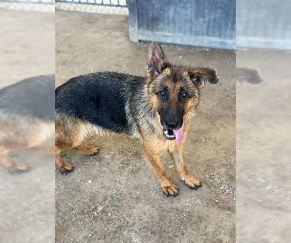 Medium Photo #2 German Shepherd Dog Puppy For Sale in Riverside, CA, USA
