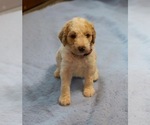 Small Photo #3 Goldendoodle Puppy For Sale in ALBION, IN, USA