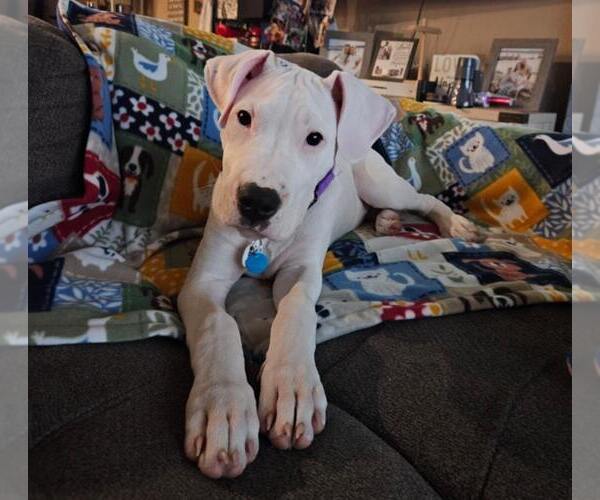 Medium Photo #2 Boxer Puppy For Sale in Stanwood, WA, USA