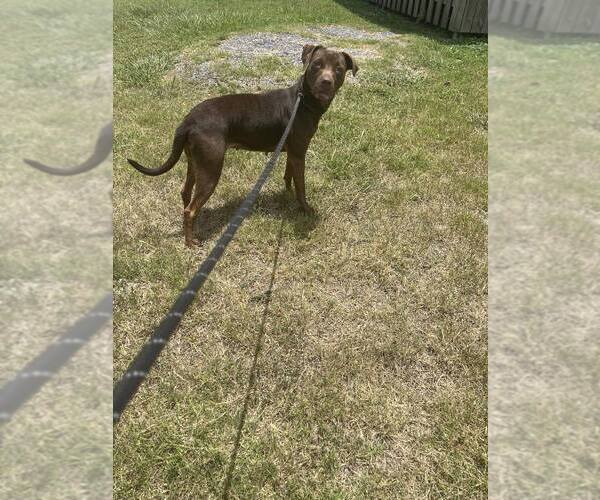 Medium Photo #8 Mutt Puppy For Sale in Abbeville, LA, USA