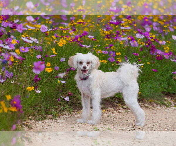 Medium Photo #7 Mutt Puppy For Sale in Plantation, FL, USA