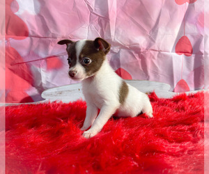 Chiranian Puppy for sale in KINSTON, NC, USA