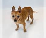 Small #5 Chihuahua