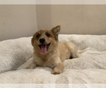Small Photo #4 American Eskimo Dog-Australian Cattle Dog Mix Puppy For Sale in HILLSBORO, WI, USA