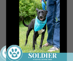 Small #6 Labrador Retriever Mix