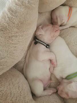 Medium Photo #3 Boxer Puppy For Sale in OAKLAND, CA, USA