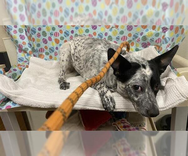 Medium Photo #1 Texas Heeler Puppy For Sale in Modesto, CA, USA