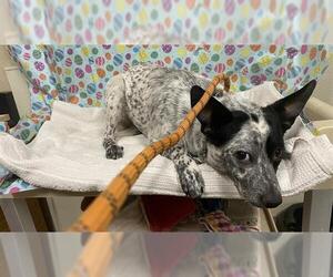 Texas Heeler Dogs for adoption in Modesto, CA, USA