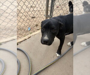Leila - Female Staffordshire Bull Terrier Dog for Adoption - Photo #3