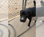 Small Photo #3 Staffordshire Bull Terrier Puppy For Sale in Amarillo, TX, USA