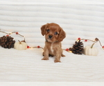 Puppy Morris Cavalier King Charles Spaniel