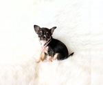 Small #6 Chihuahua