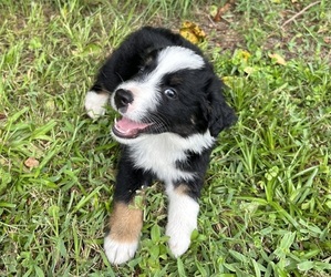 Miniature Australian Shepherd Litter for sale in OCALA, FL, USA