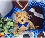 Small Photo #9 Maltipoo Puppy For Sale in LEOLA, PA, USA