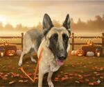 Small Photo #2 German Shepherd Dog Puppy For Sale in HESPERIA, CA, USA