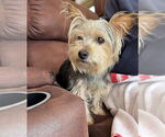Small #4 Mutt