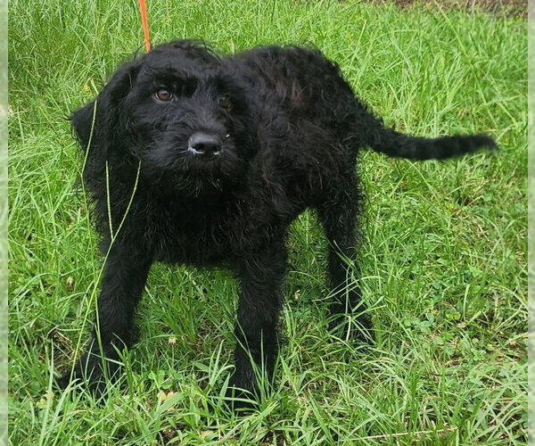 Medium Photo #2 Rottweiler-Unknown Mix Puppy For Sale in Wetumpka, AL, USA