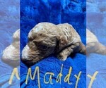 Small Photo #4 Labradoodle Puppy For Sale in NEWVILLE, PA, USA