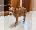 Small Photo #2 Mutt Puppy For Sale in Raleigh, NC, USA