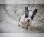 Small Photo #5 French Bulldog Puppy For Sale in HOLMEN, WI, USA